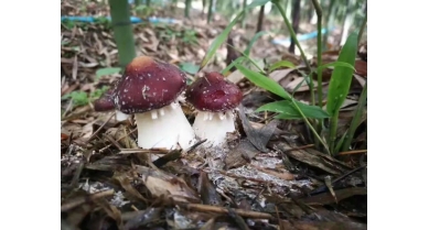 行業(yè)動態(tài)