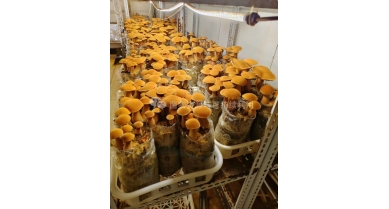 行業(yè)動態(tài)